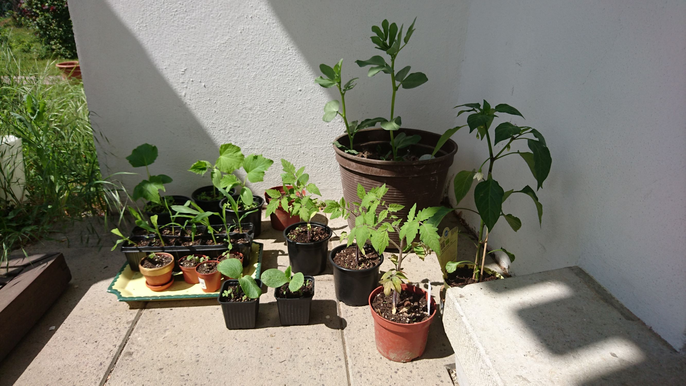 Jungpflanzen beim Abhärten