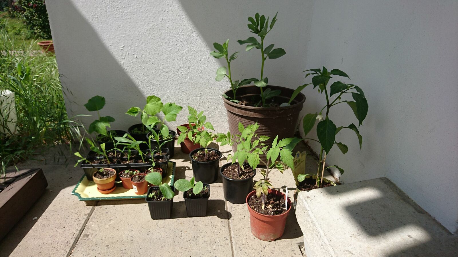 Hardening off young plants