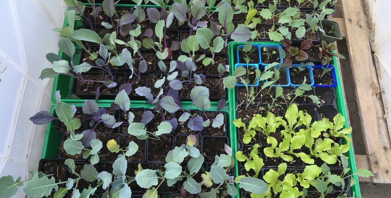 Young plants of various vegetables