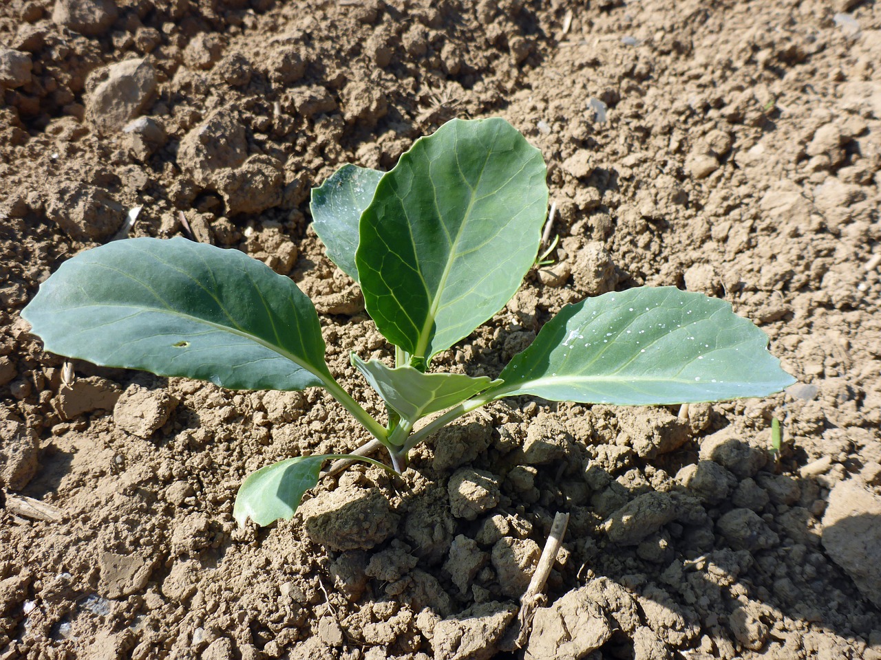 Freshly planted kohlrabi plant