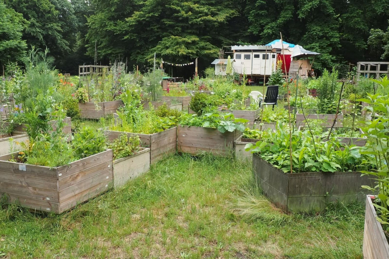 Raised beds with mixed crops