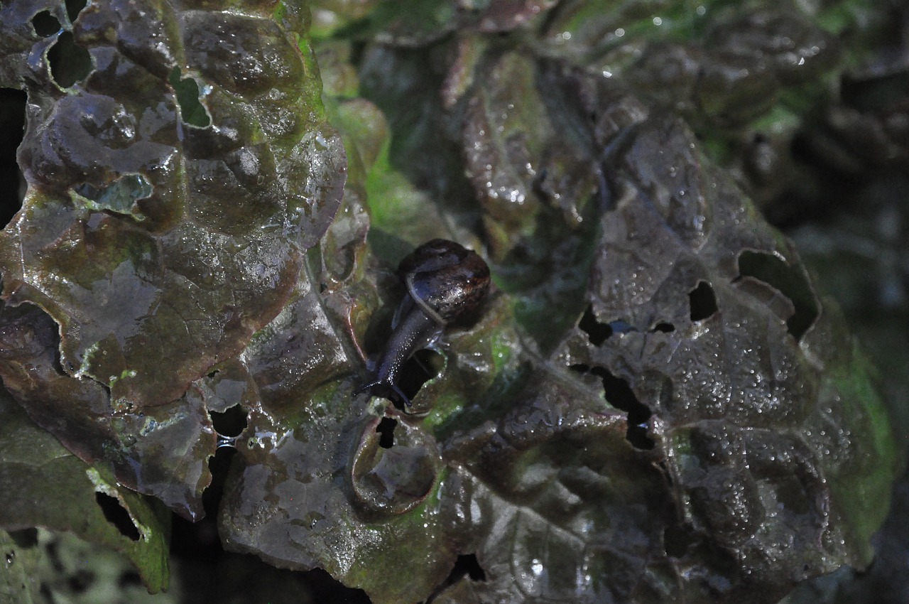 Snails on lettuce
