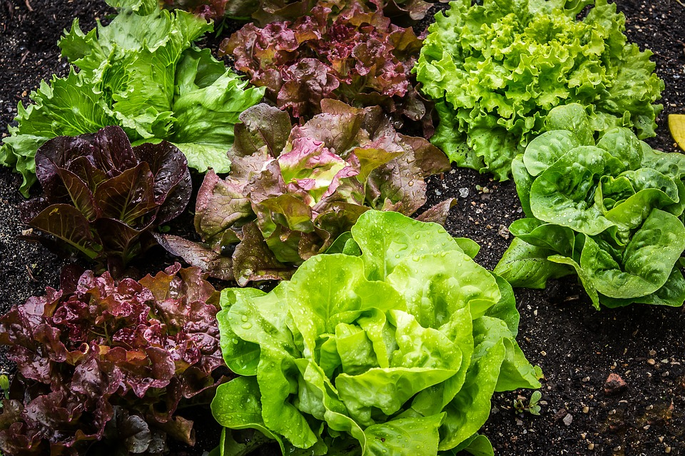 Tips for Growing Lettuce in the Garden & in Raised Beds
