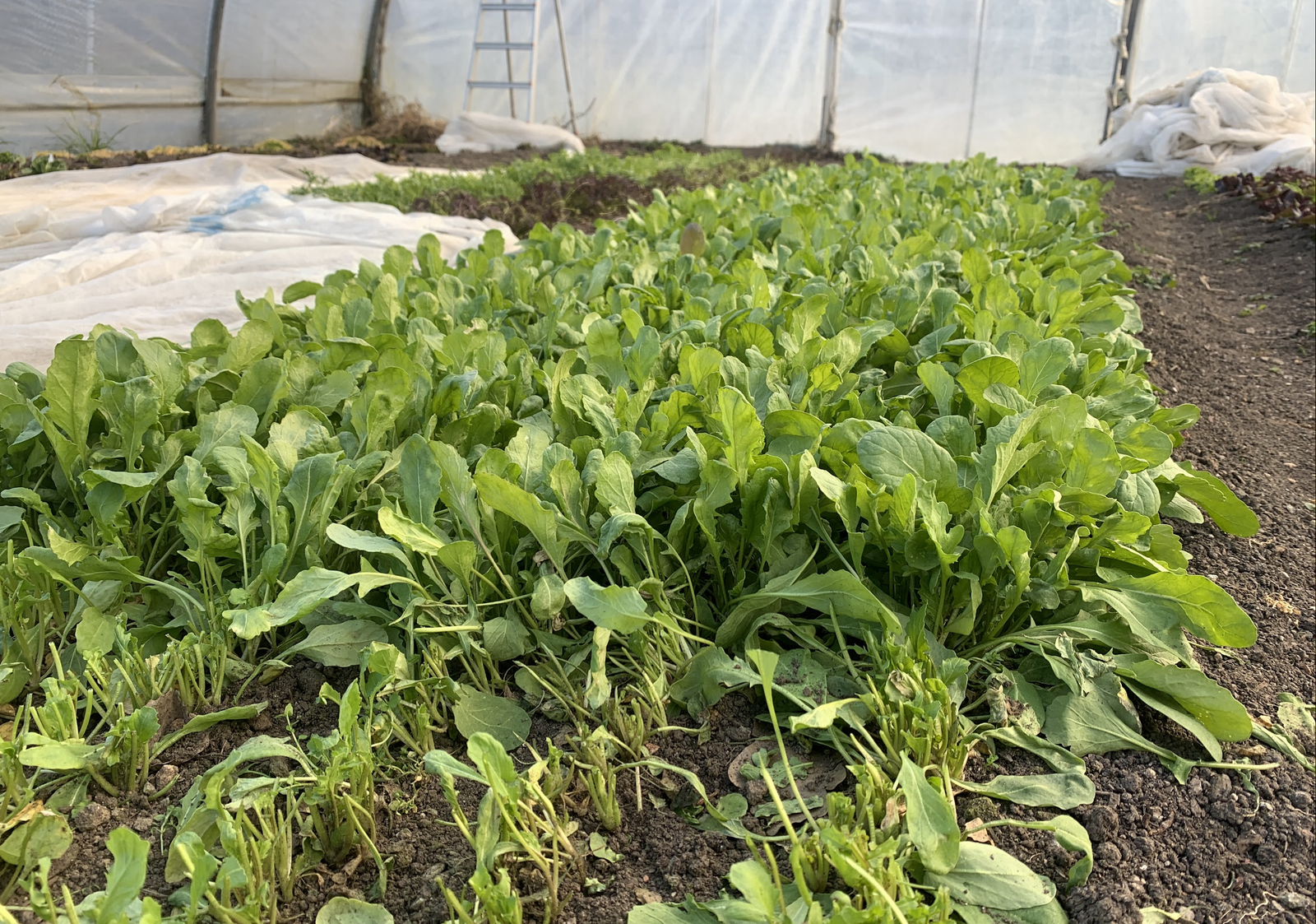 Rucola als Schnittsalat