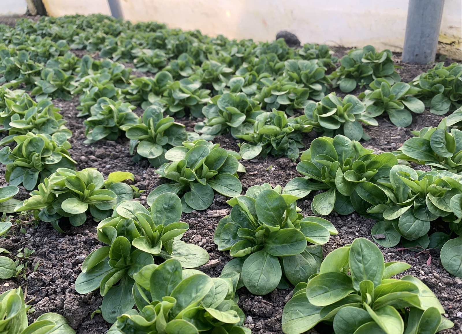 Lamb's lettuce ready to harvest
