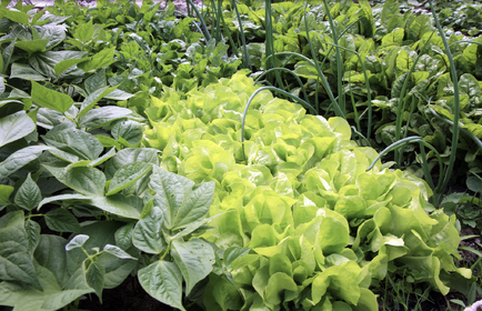 How to Harvest Lettuce Correctly: Tips and Tricks