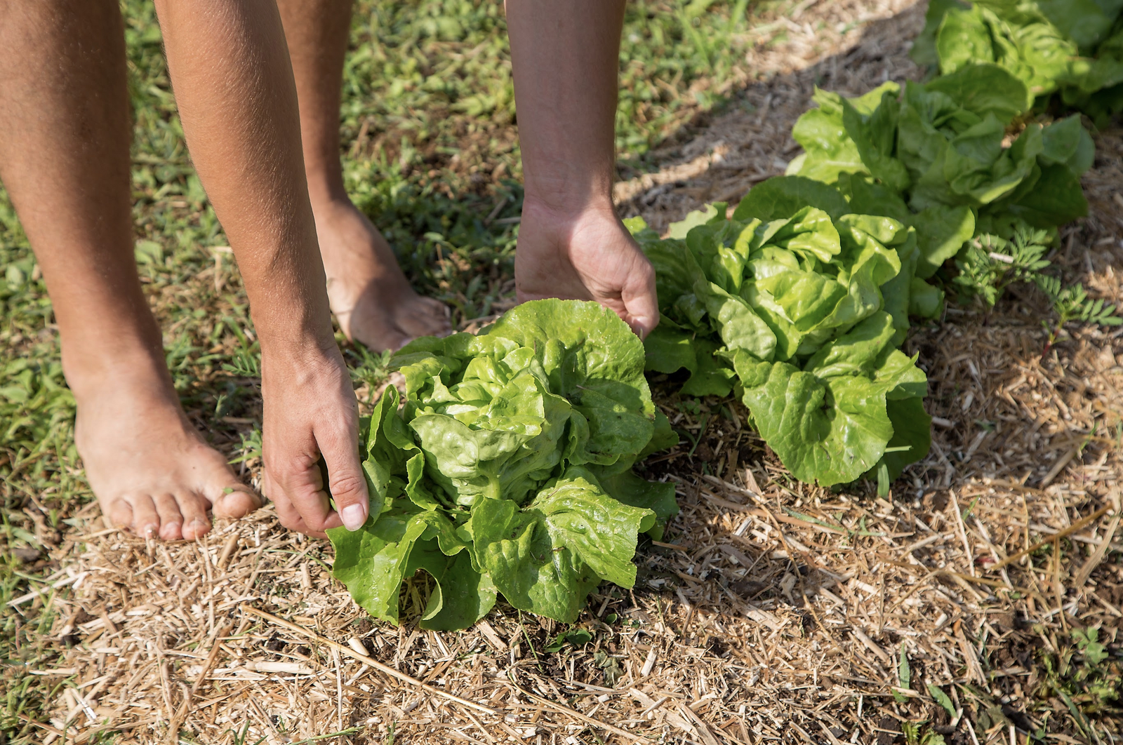 Harvesting lettuce