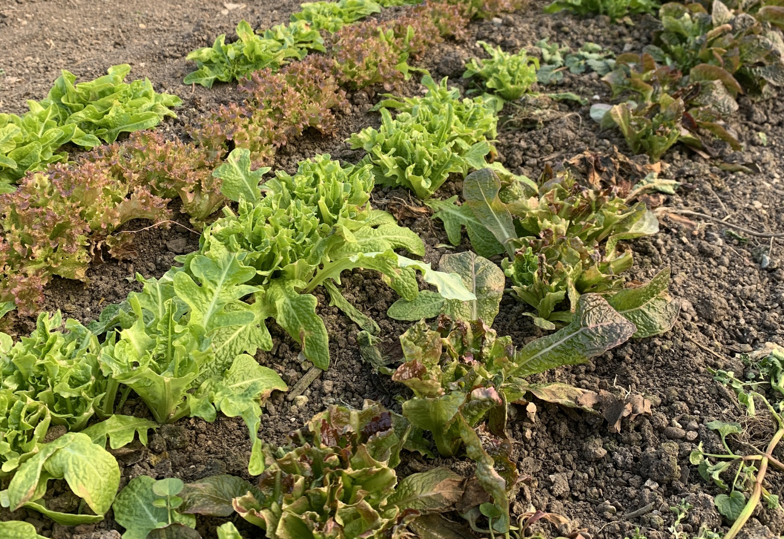 Pflücksalat ernten