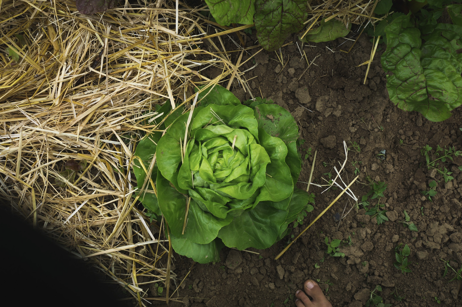 Lettuce with a layer of mulch