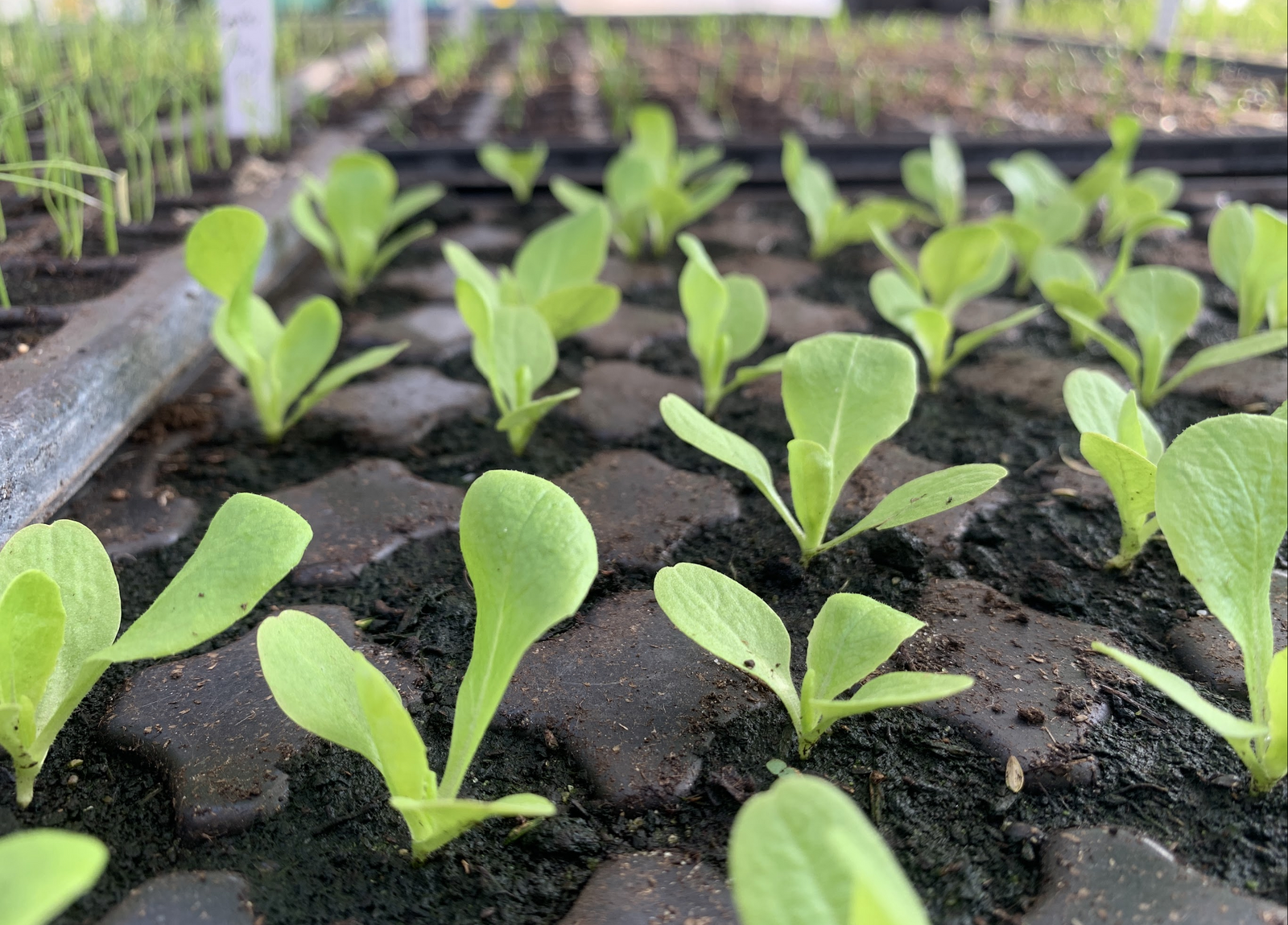 May queen as a young lettuce plant