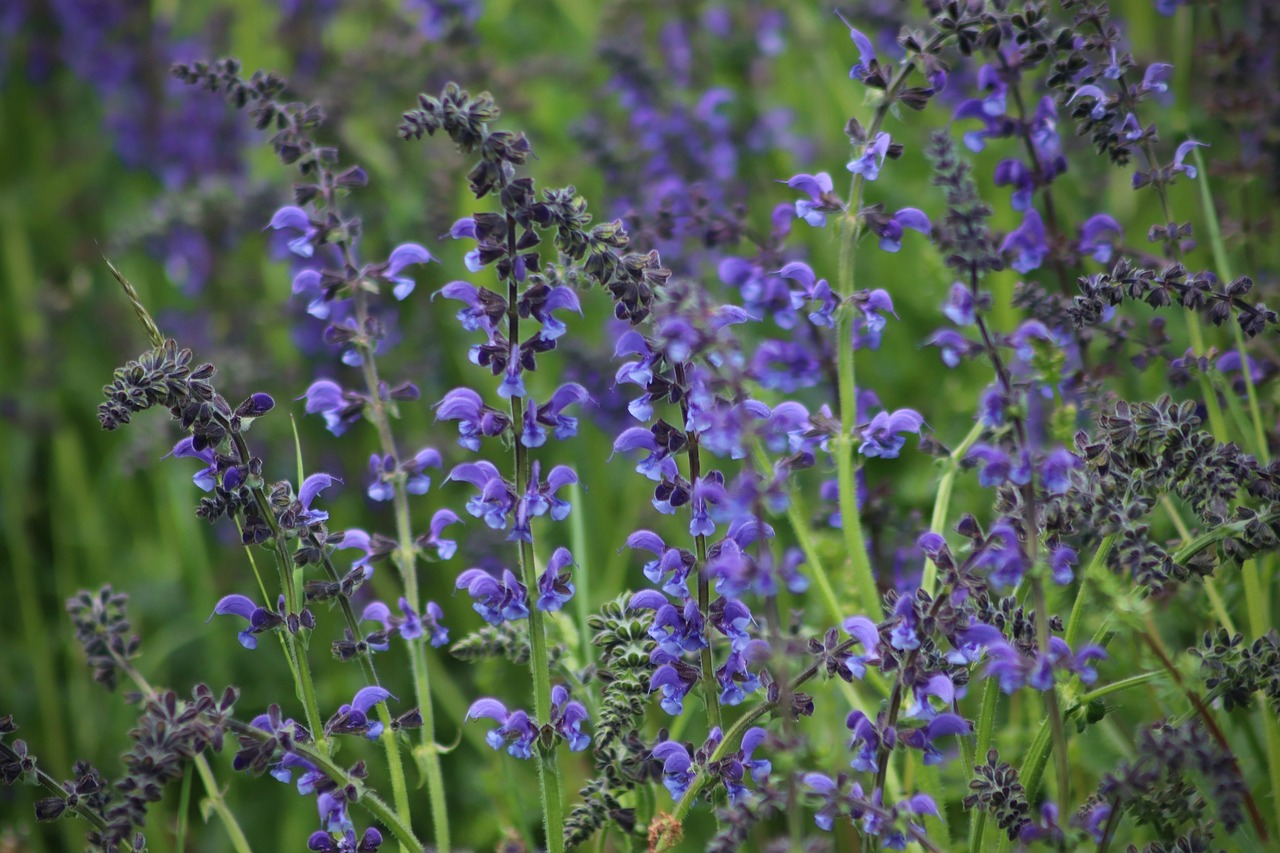 Blühender Wiesensalbei