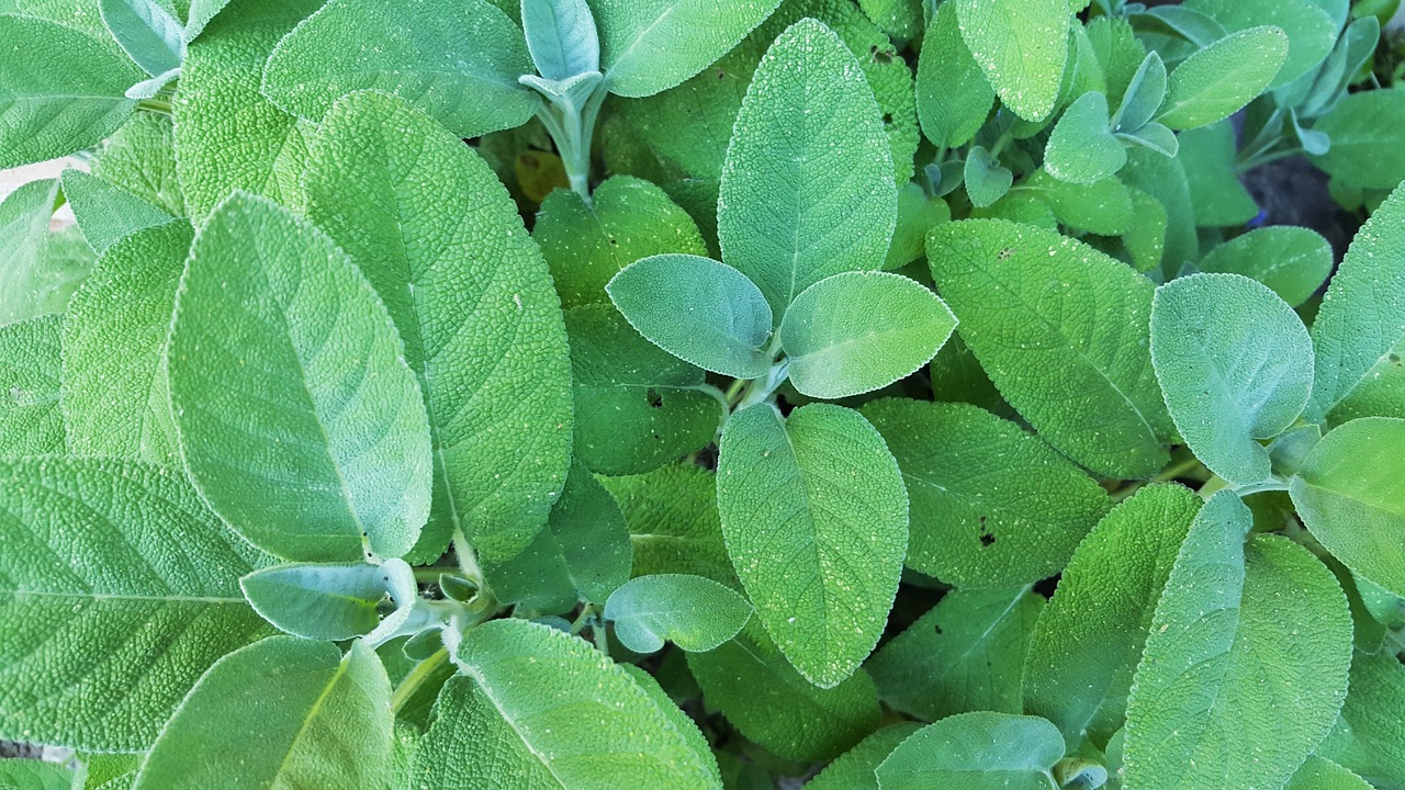 Sage plant