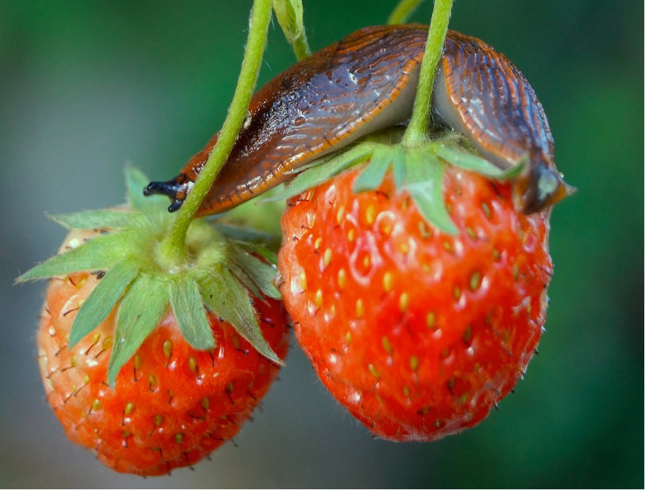 Drive away and collect snails