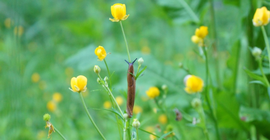 Fighting snails and keeping them away