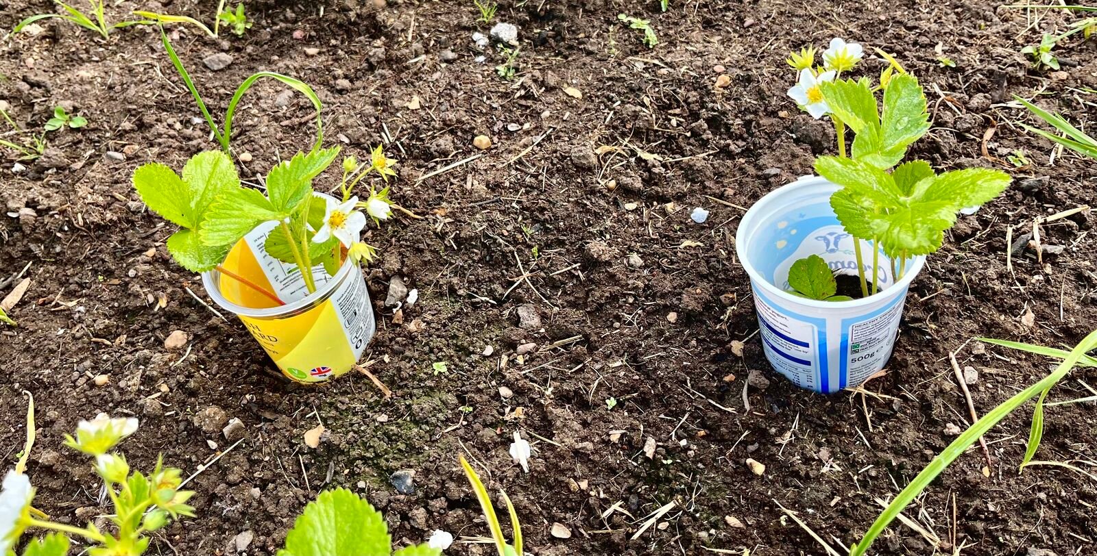 Make your own snail collar