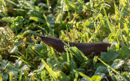 Schnecken bekämpfen: Was hilft gegen Schnecken?