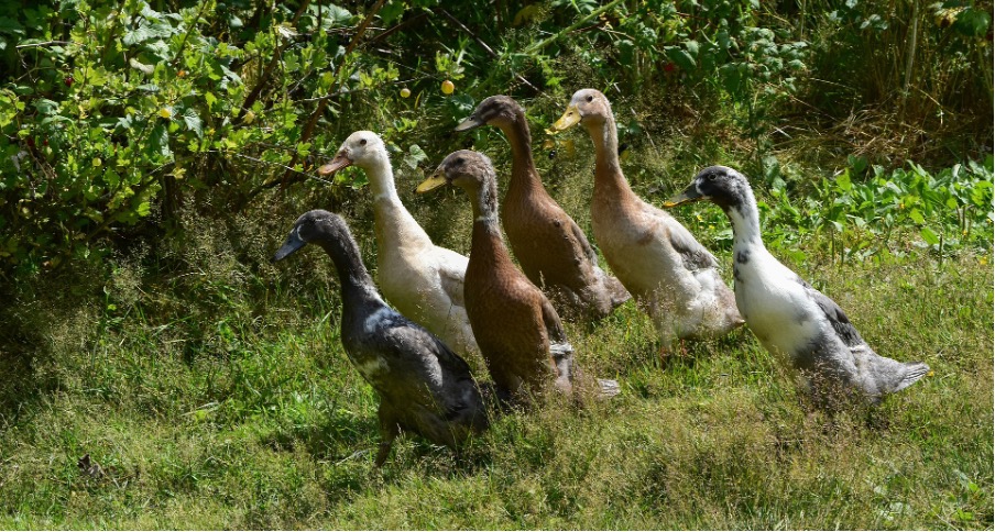 Runner ducks as snail catchers