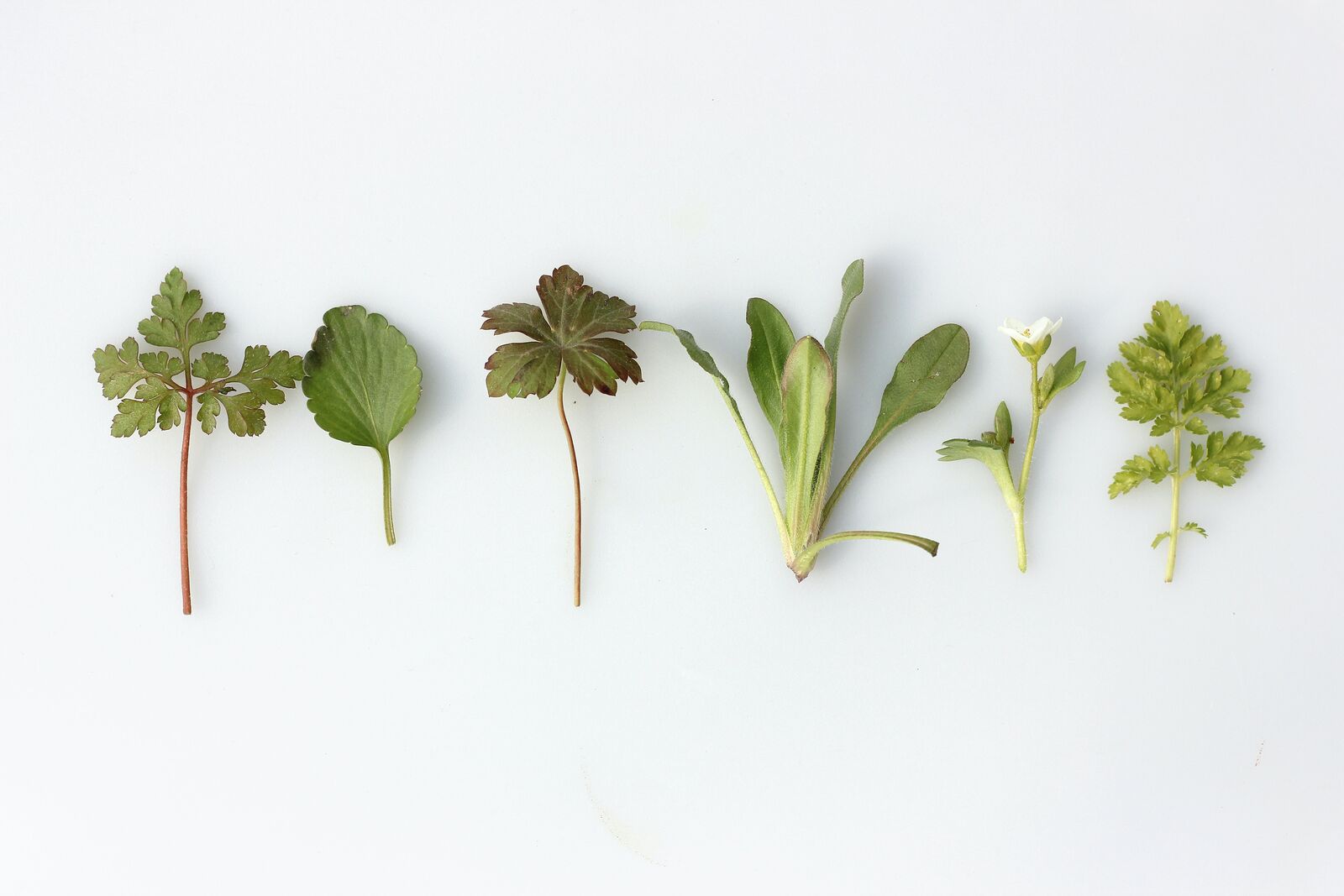 heimische Kräuter für eine Mischkultur
