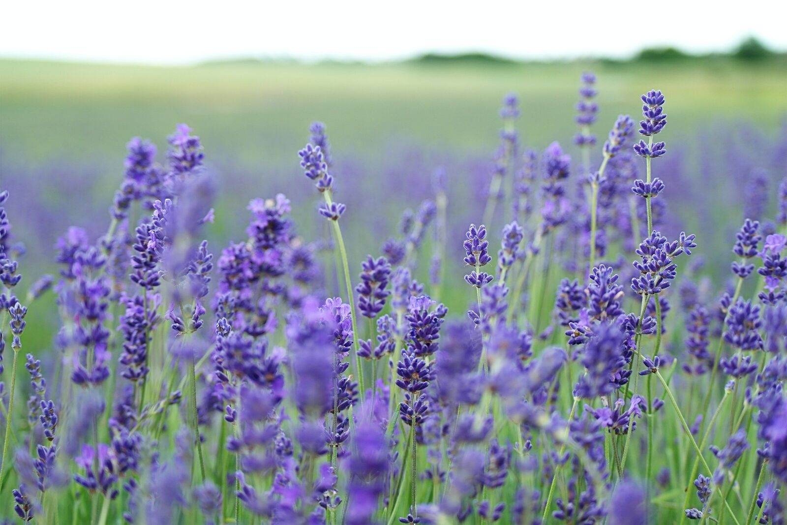 Lavender in the bed