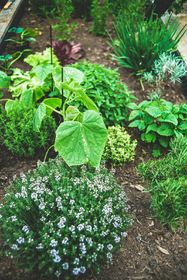 Companion Plants for Kitchen Herbs: Chives, Parsley & Co