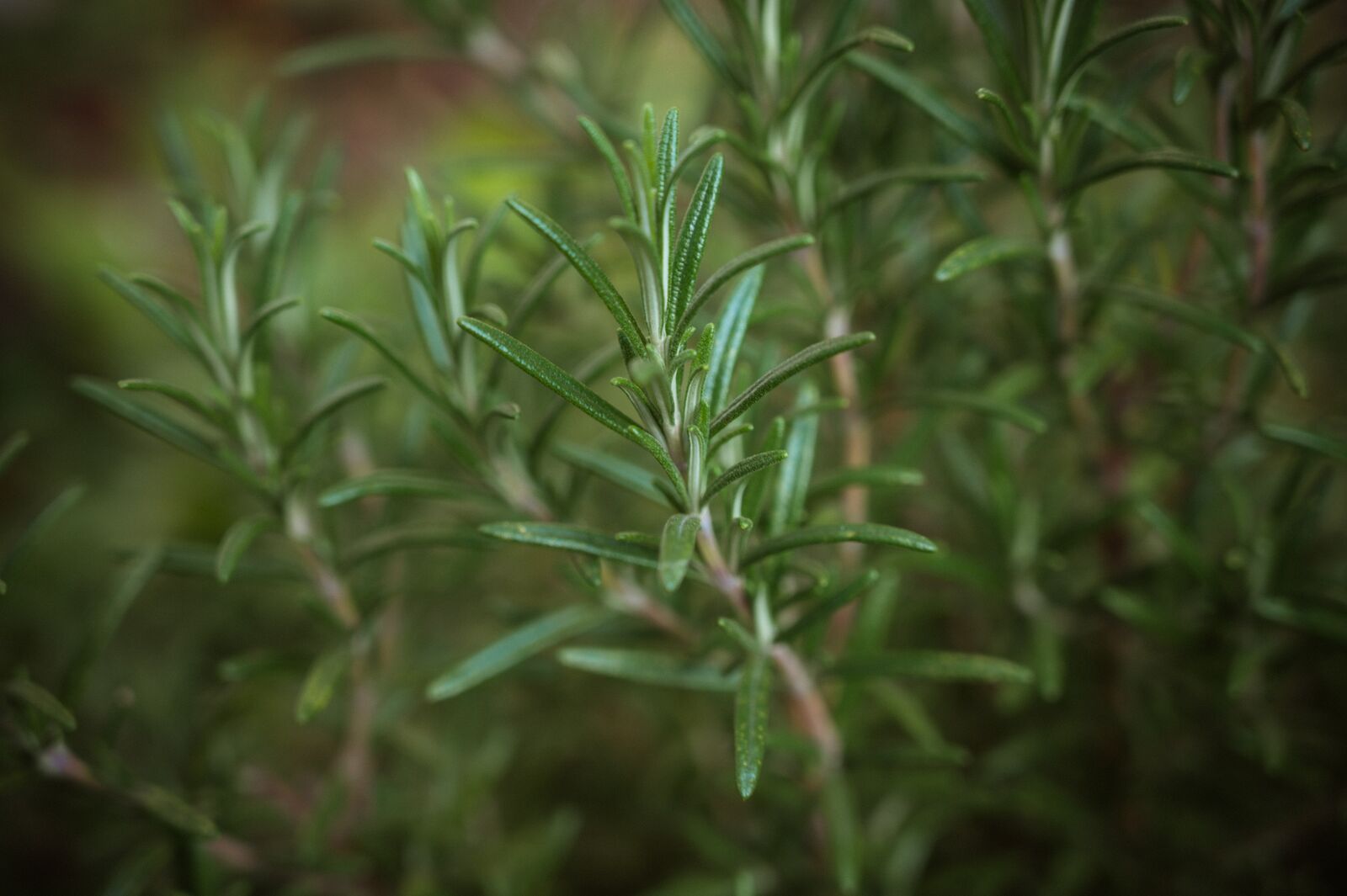 Rosemary plant in the garden