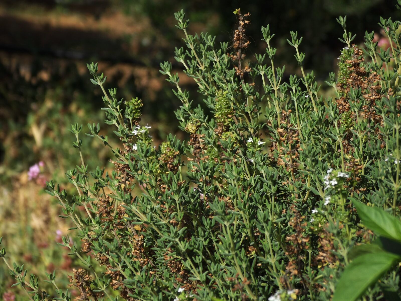 Thyme bush