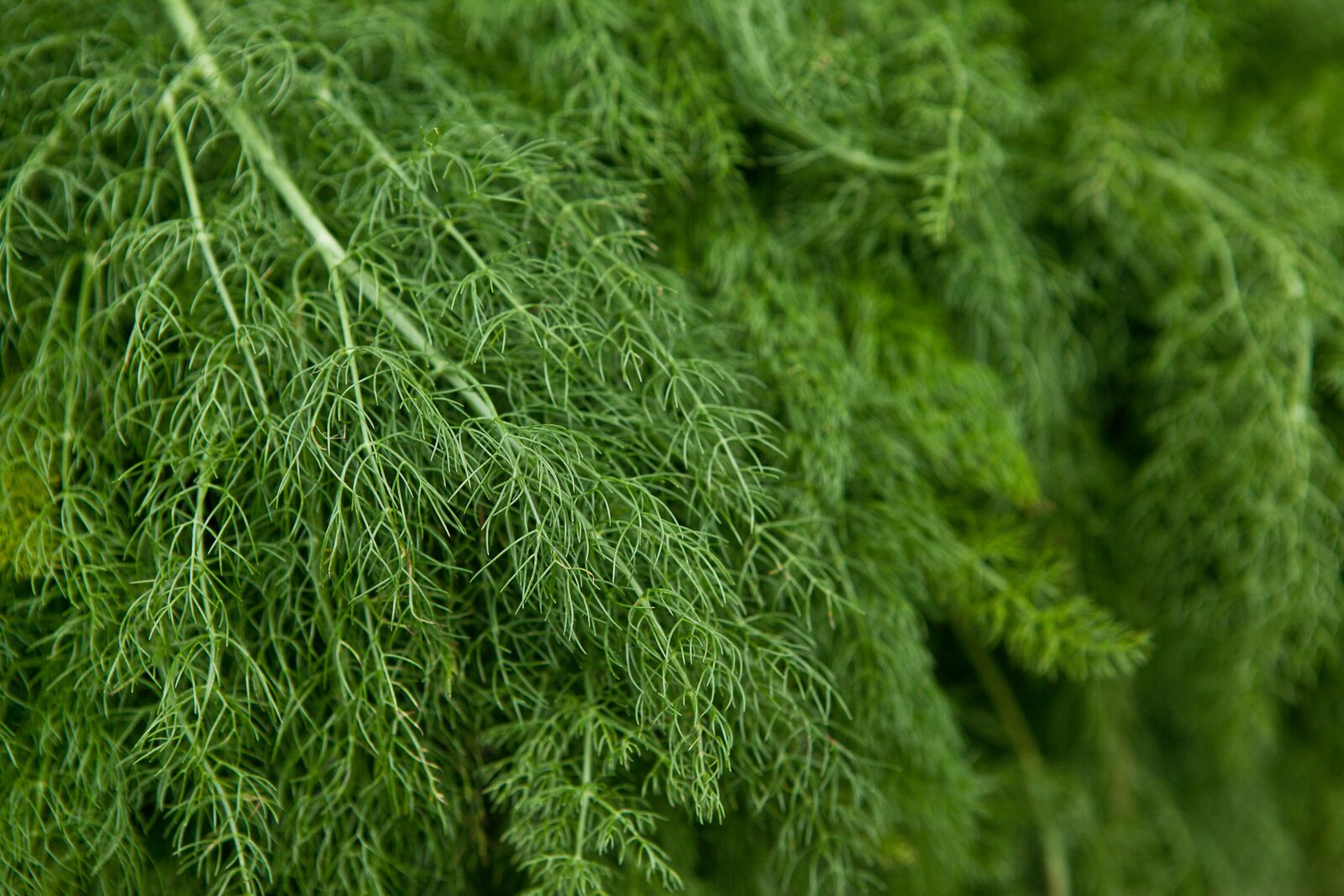 Dill plant