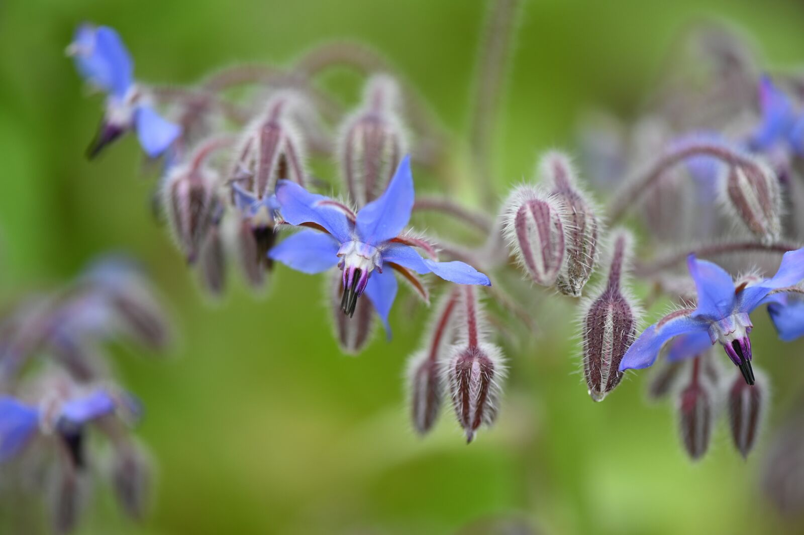 Lilane Blüten des Borretsch