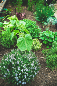 Good neighbors for kitchen herbs: chives, parsley & co.