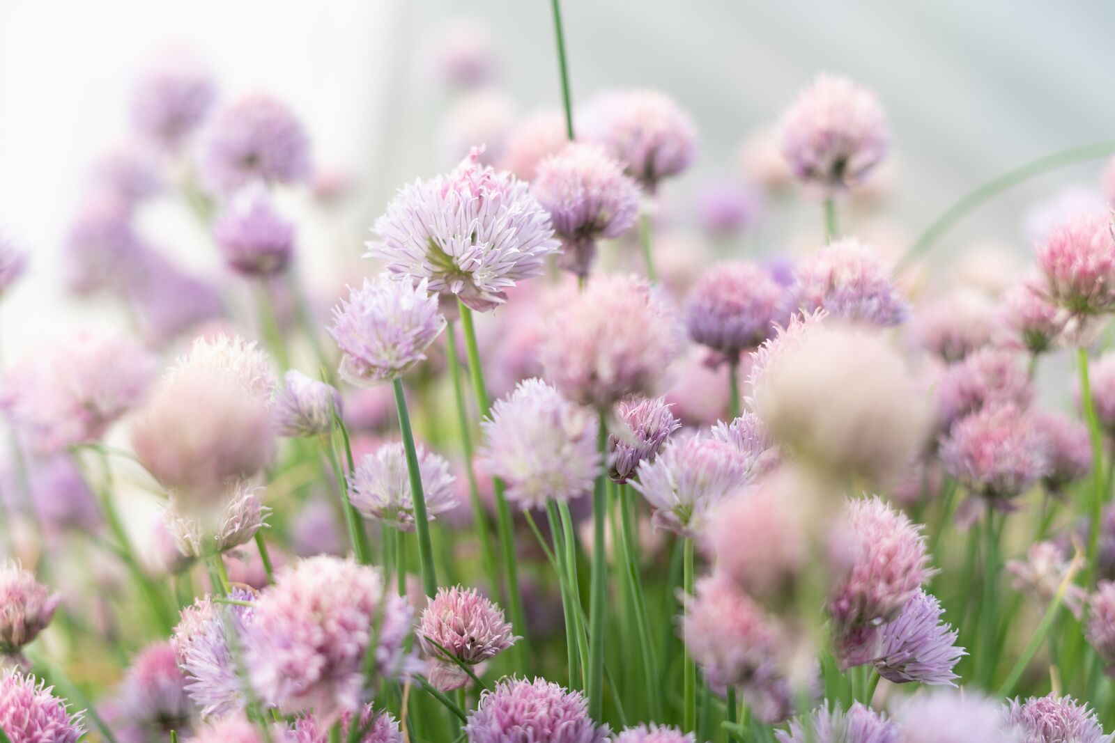Chives flowers