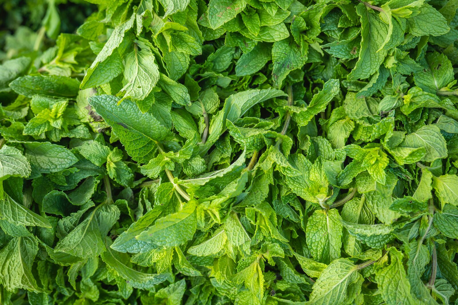 Peppermint plants