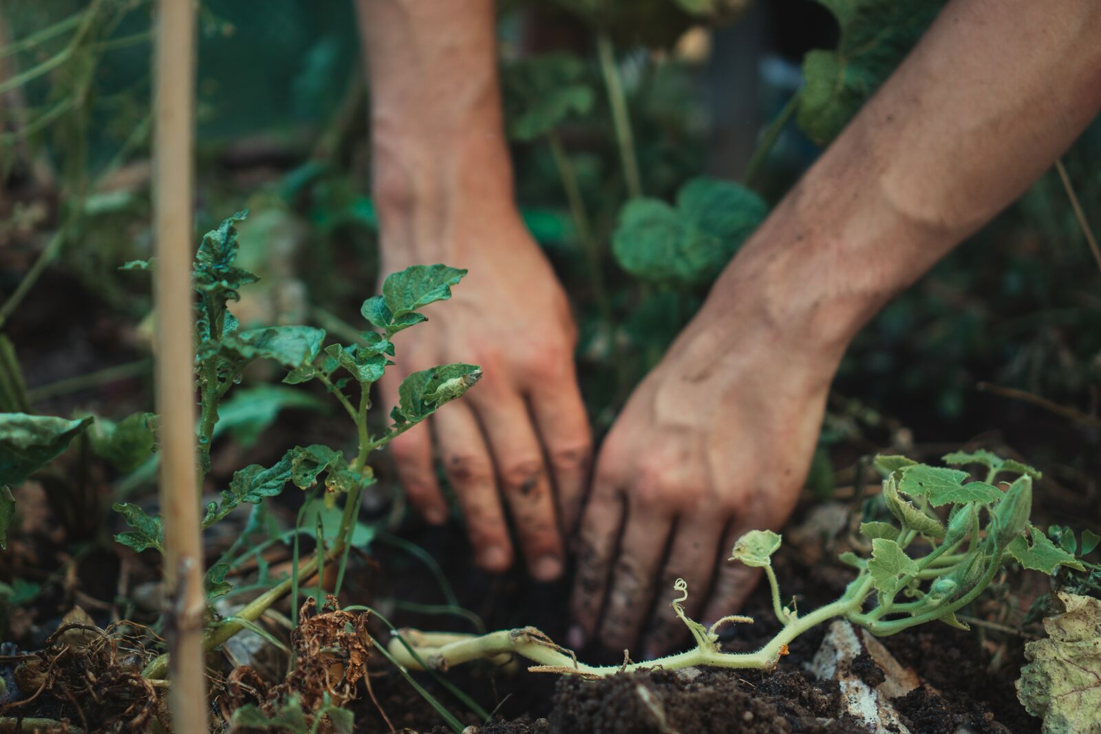 Person digging in the plant