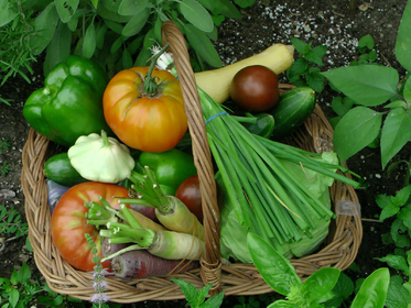 Self-Sufficient Garden: Ideas for Your Planting Plan Layout