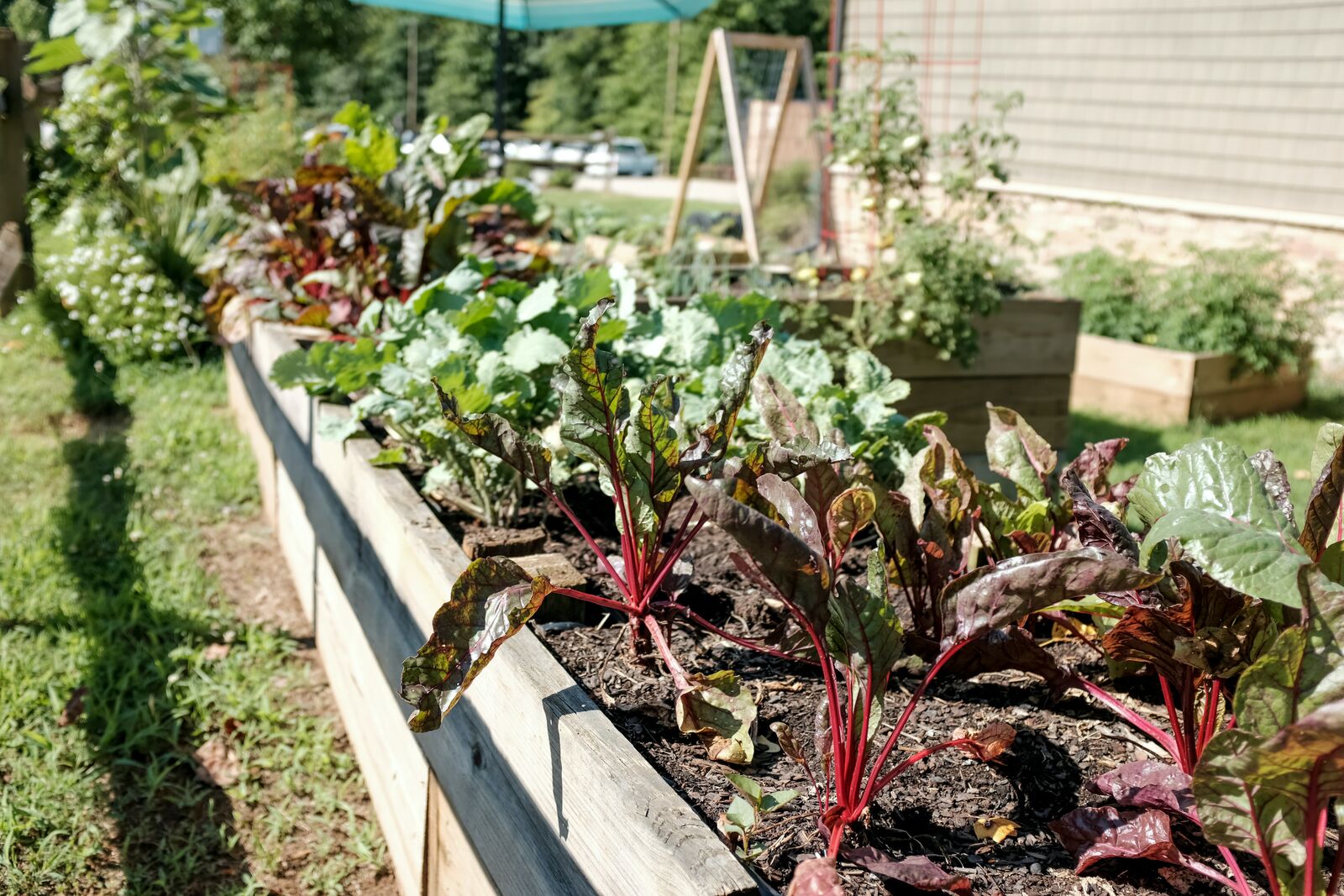 Swiss Chard in a raised bed
