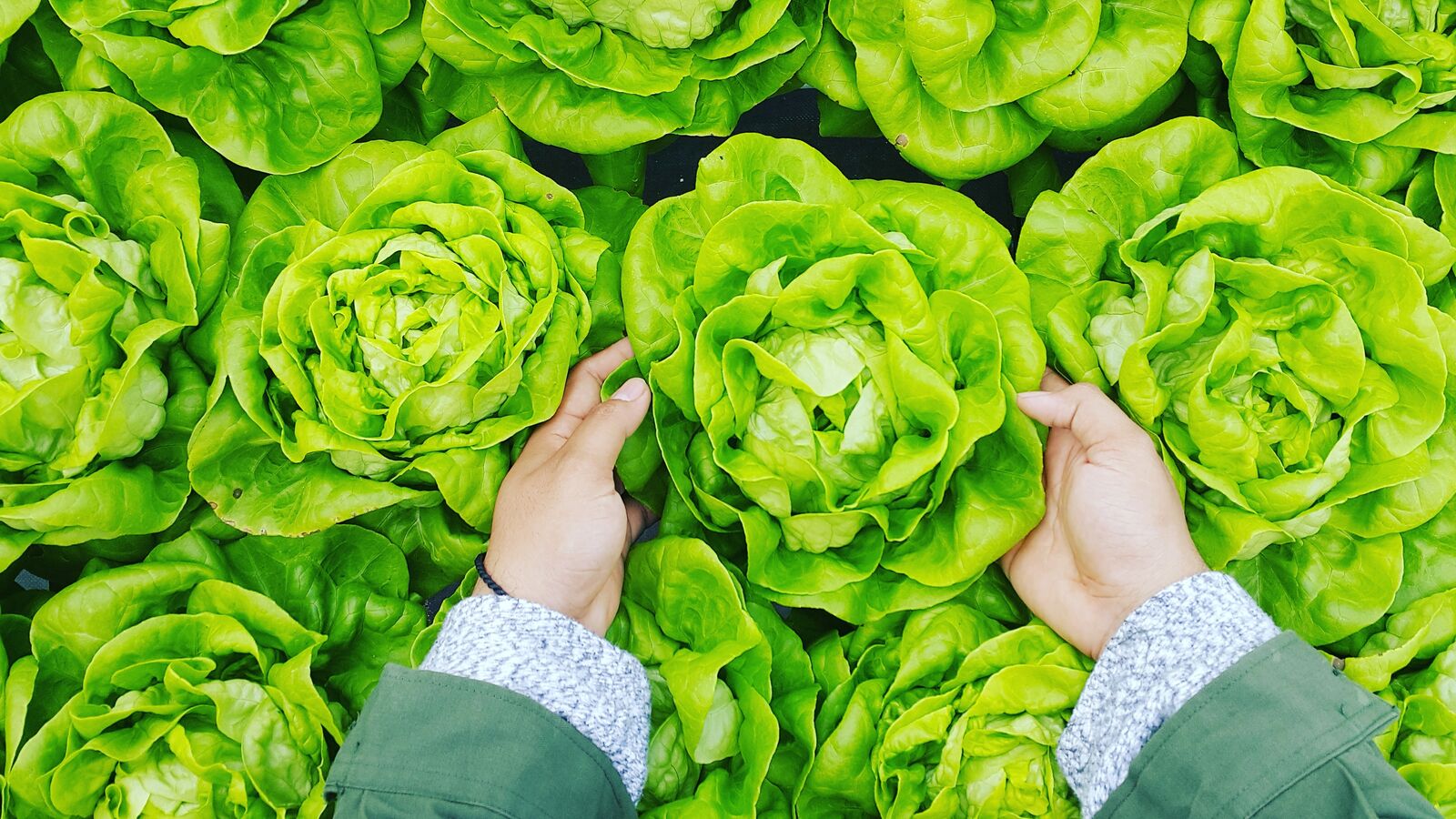 Salat wird geplückt