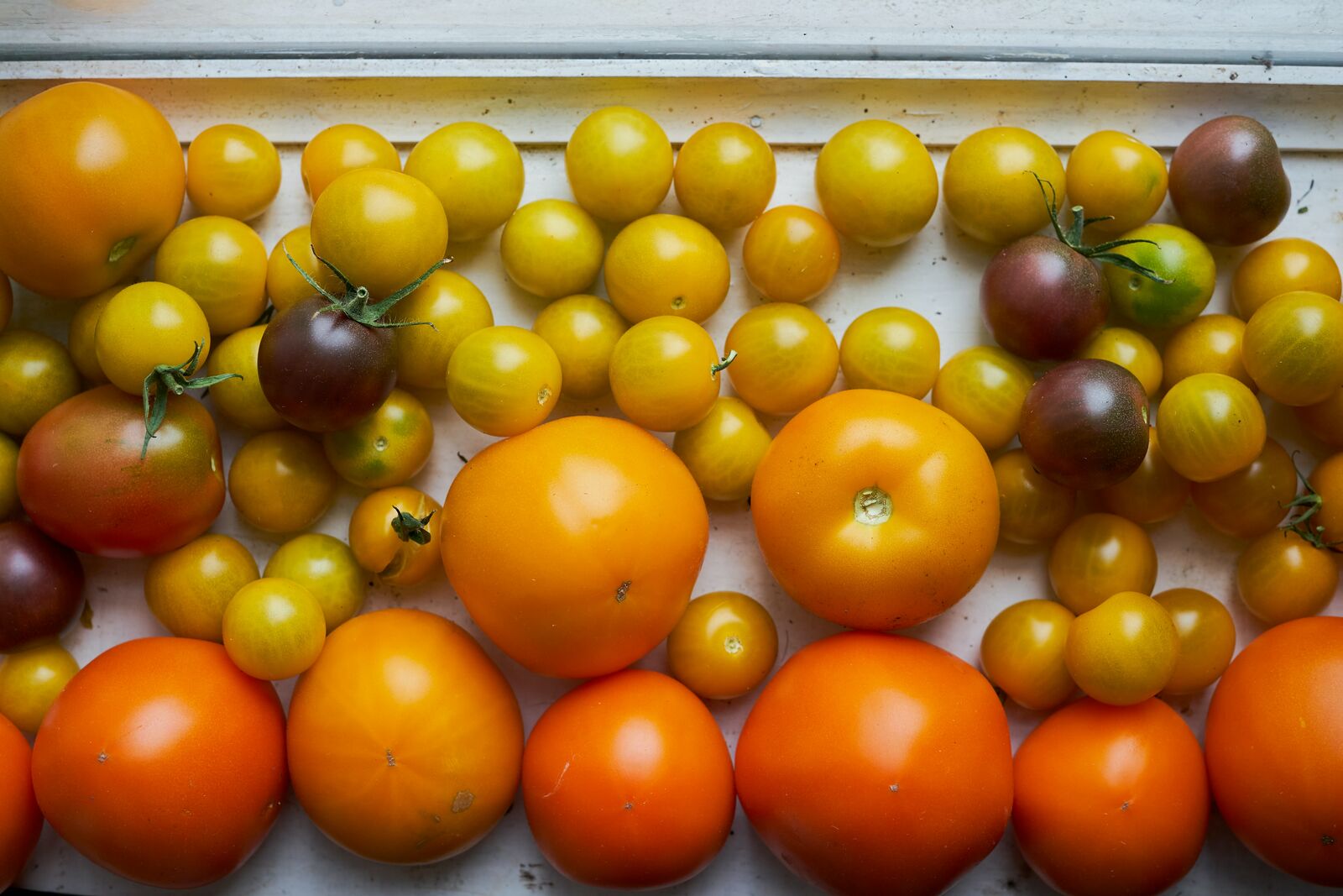 Tomato varieties on a windowsill