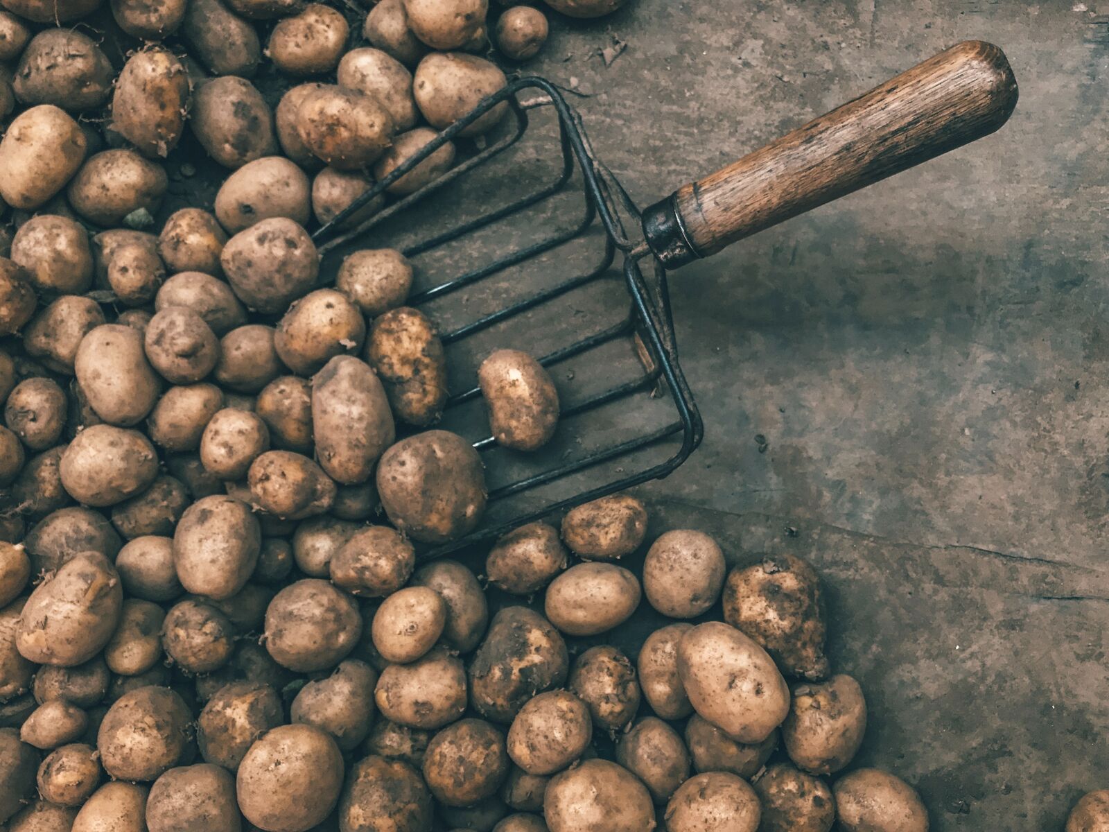 Potatoes stored