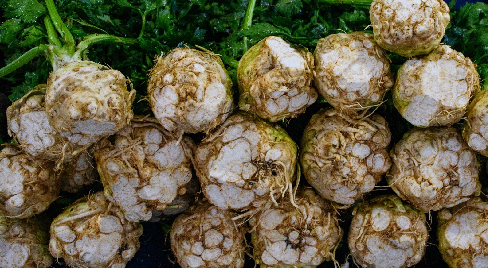 Companion Plants for Celery : What (Not) to Plant With Celery?