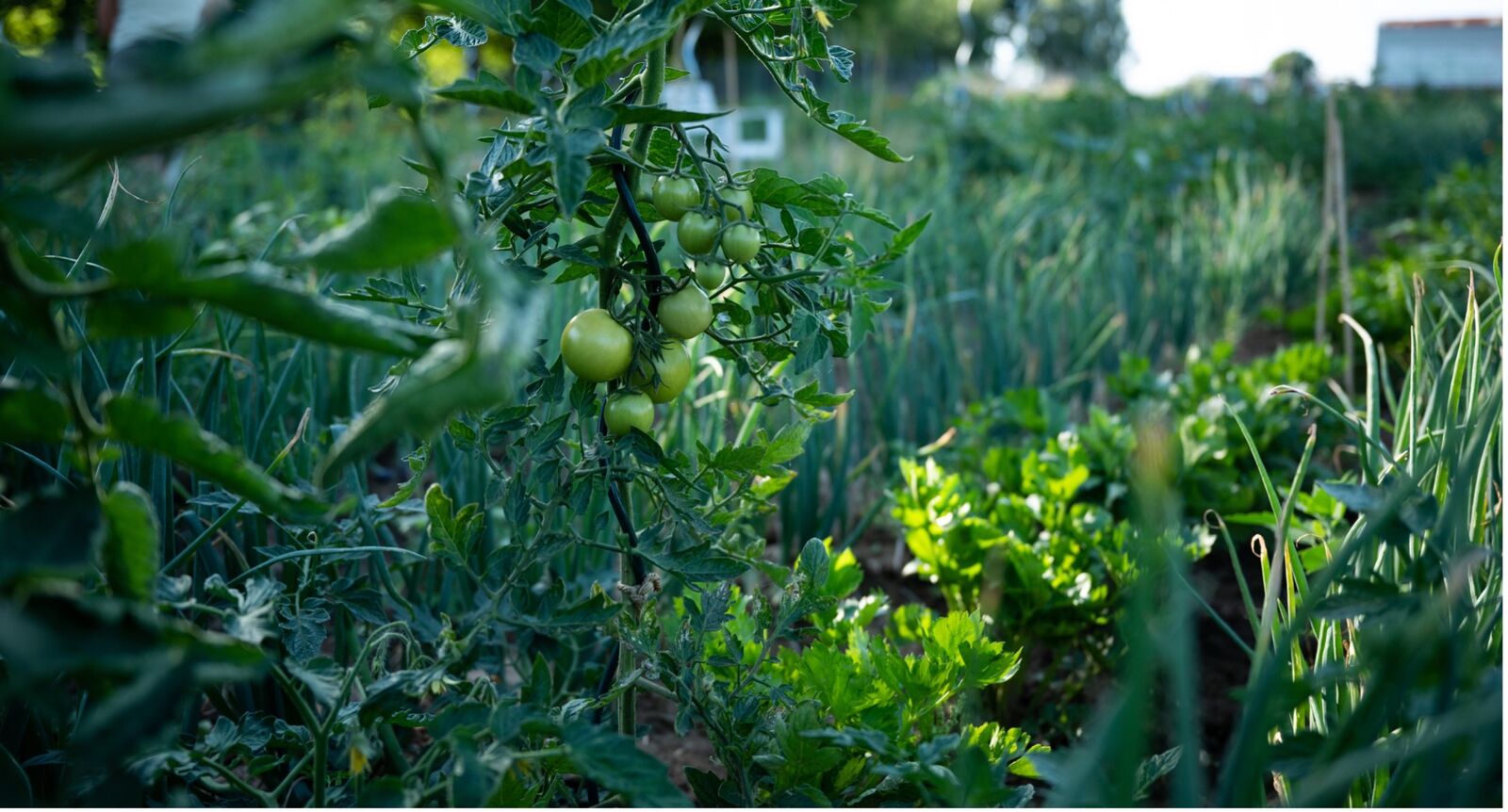 Tomatoes as good neighbors for celery