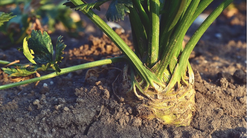 Growing celery: Planting, cutting & harvesting