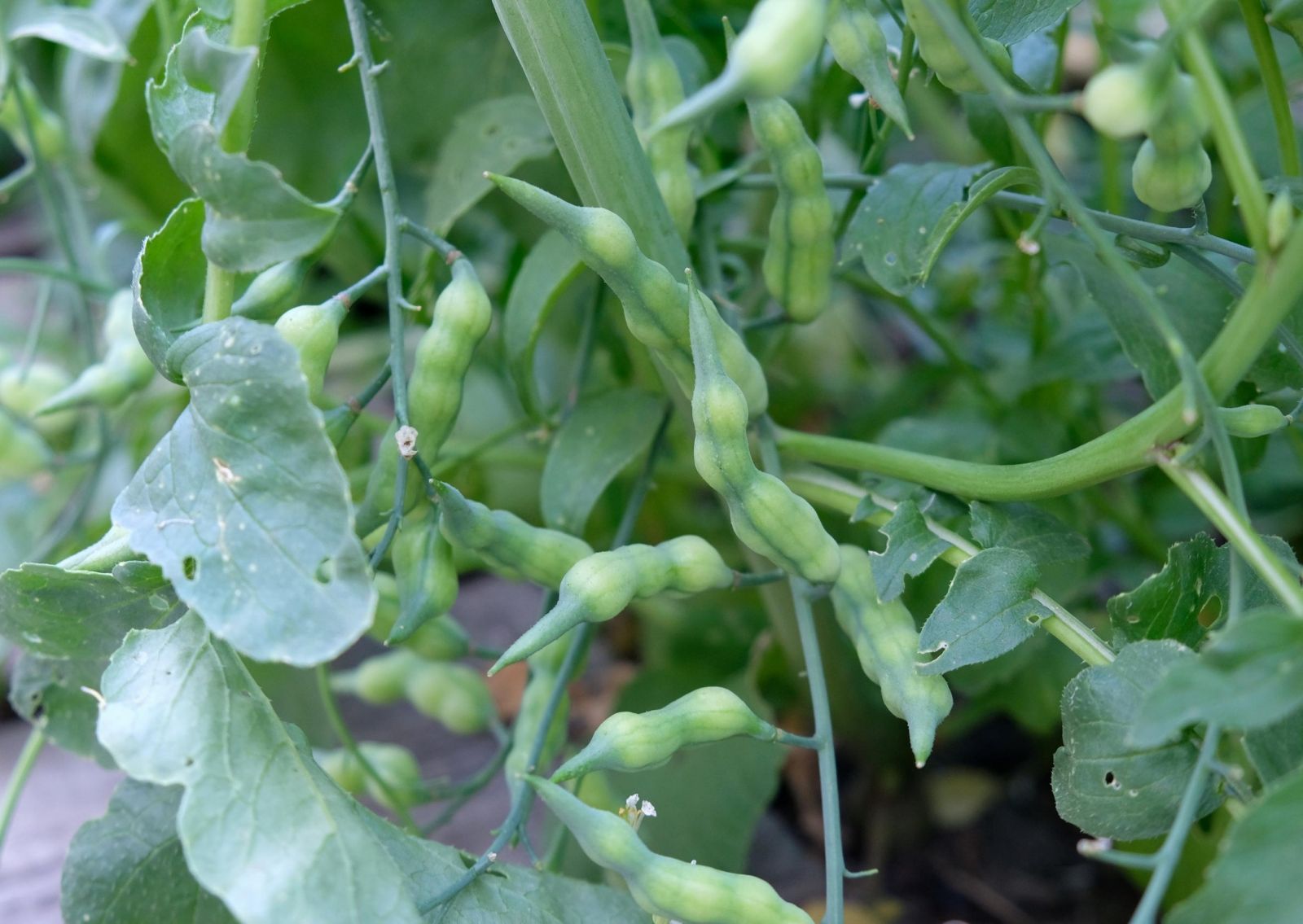 Radish pods for seed production