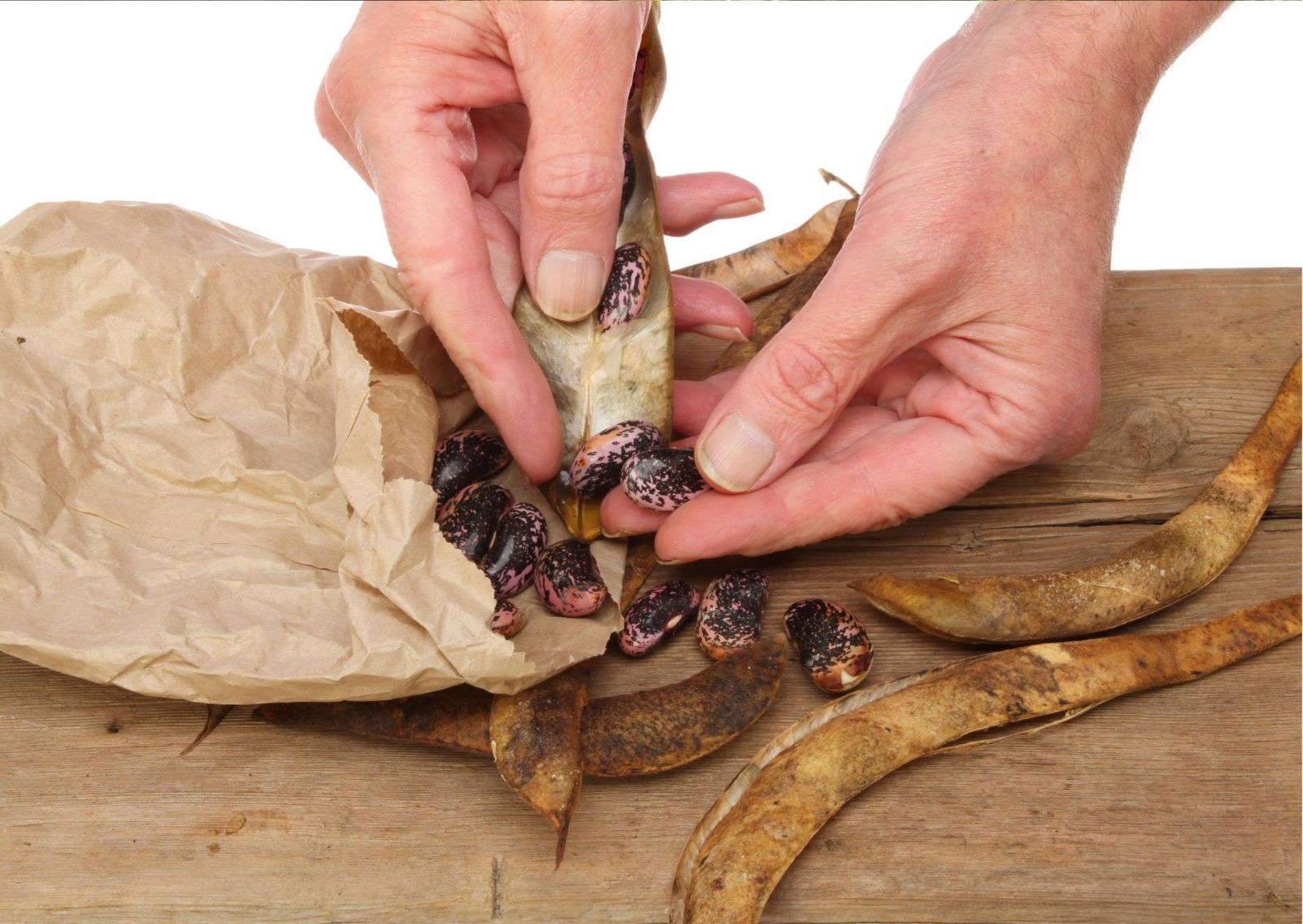 Harvesting bean seeds