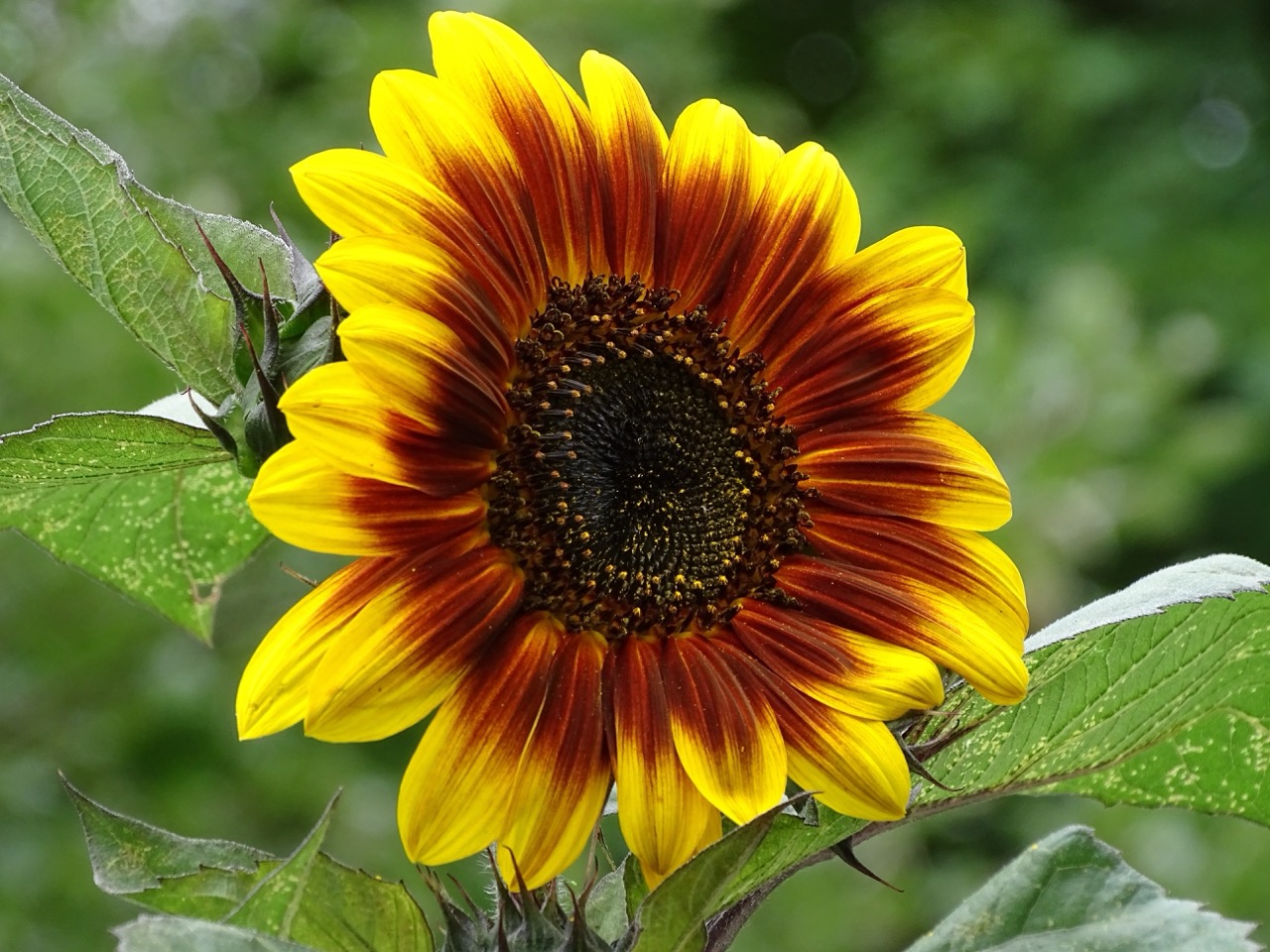 Blühende rote sonnenblume