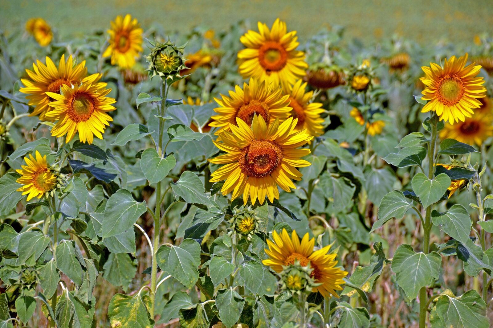 Blühende Sonnenblumen als Gründüngung.