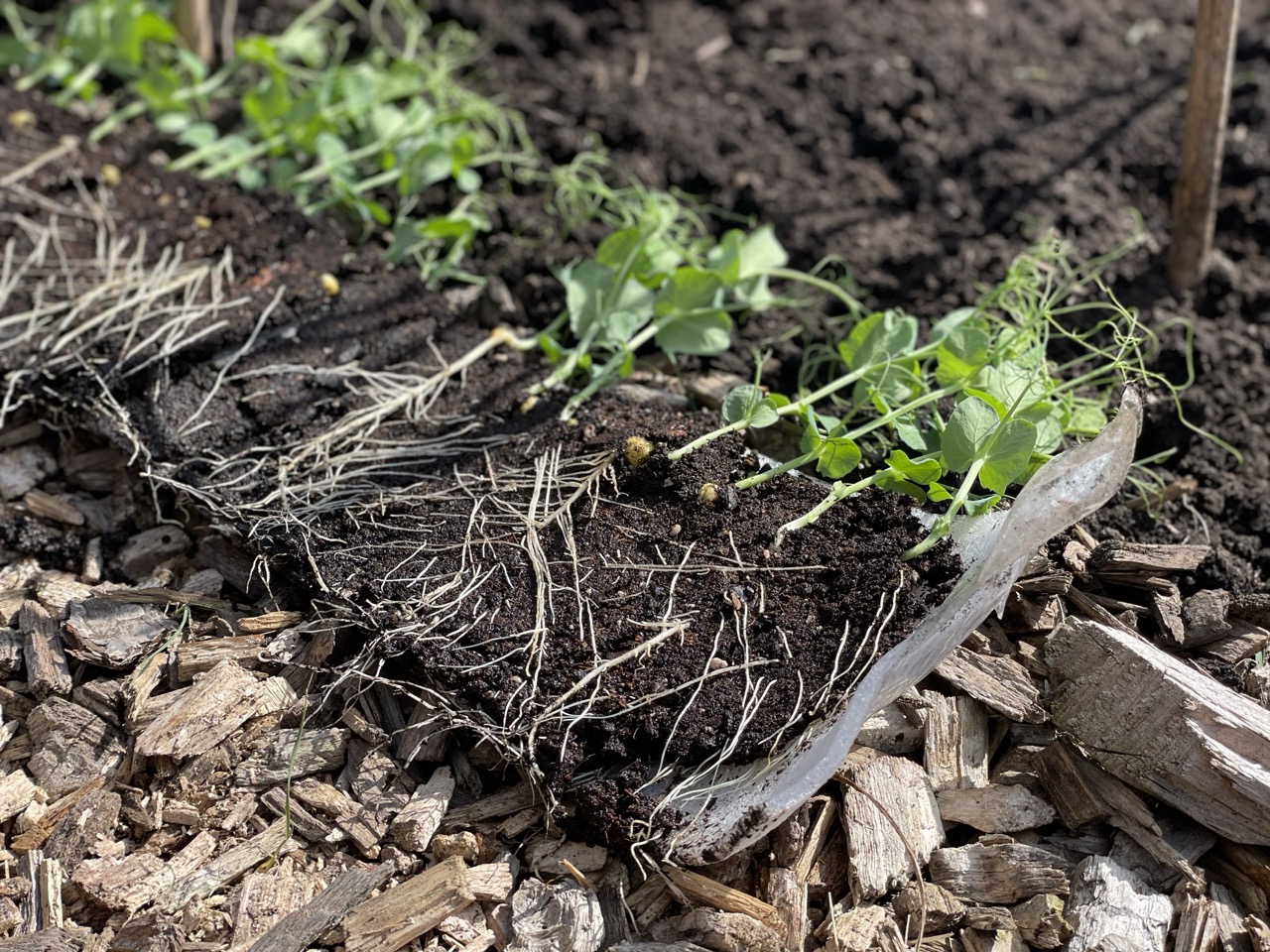 Seed Snails mit Erbsenkeimlingen zur Pflanzung