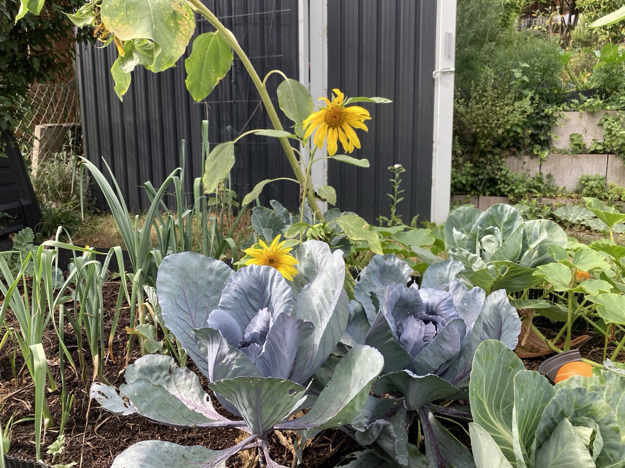 Sonnenblumen in der Mischkultur mit Kohl und Frühlingszwiebeln.