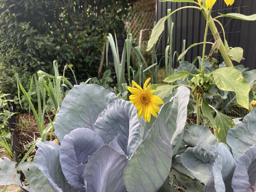 Sonnenblumen säen und pflanzen: Tipps für Anbau & Mischkultur