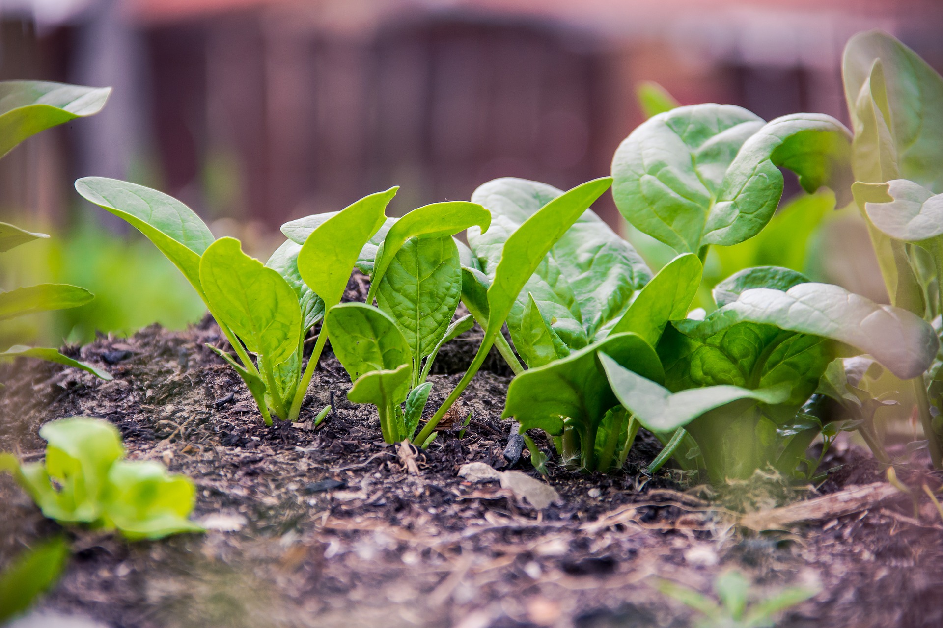 Spinach young plants in the bed