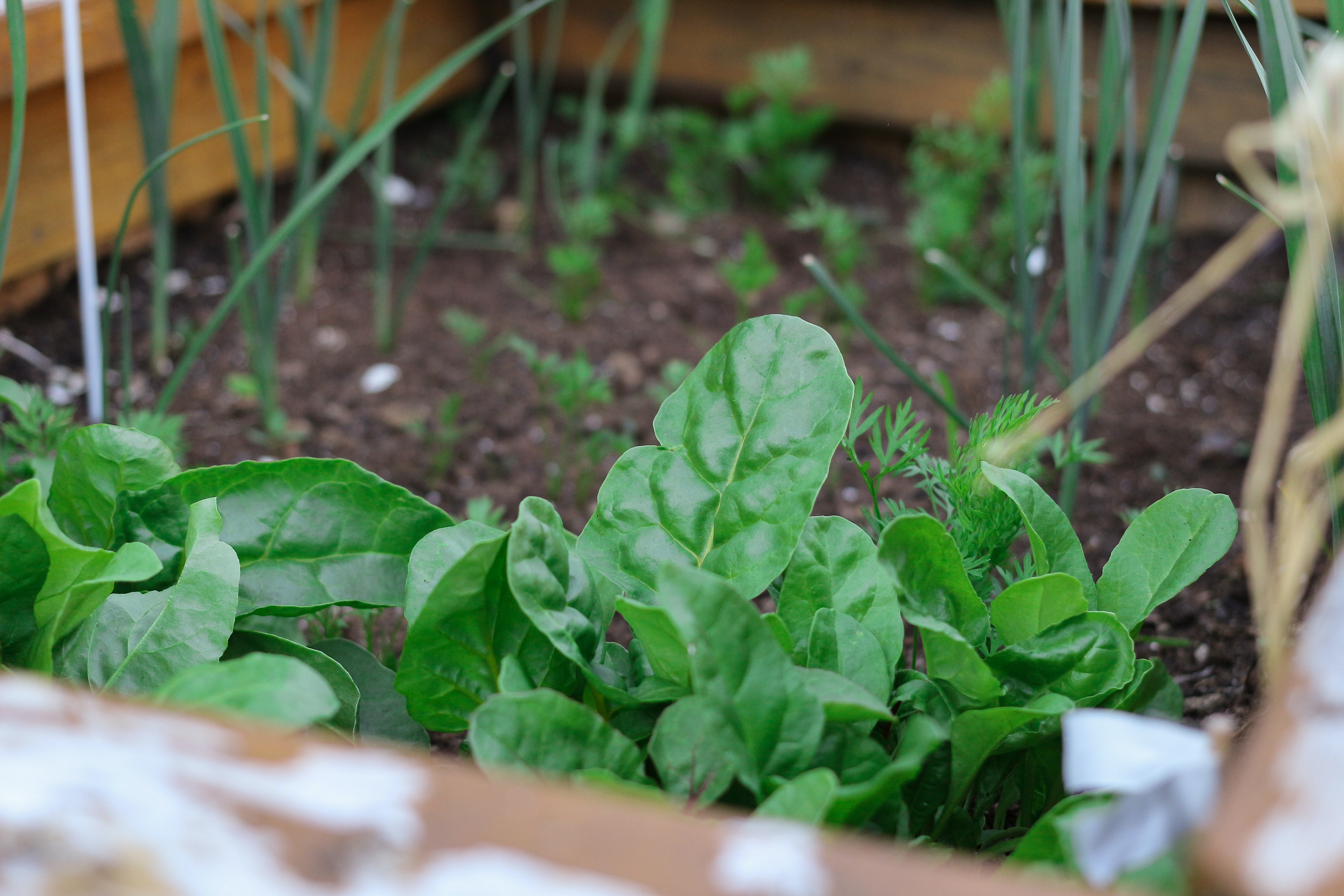 Spinach in mixed cultivation