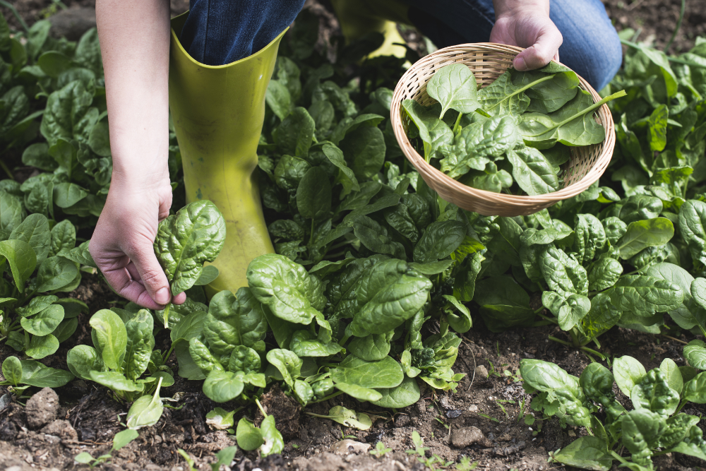 Spinach harvest